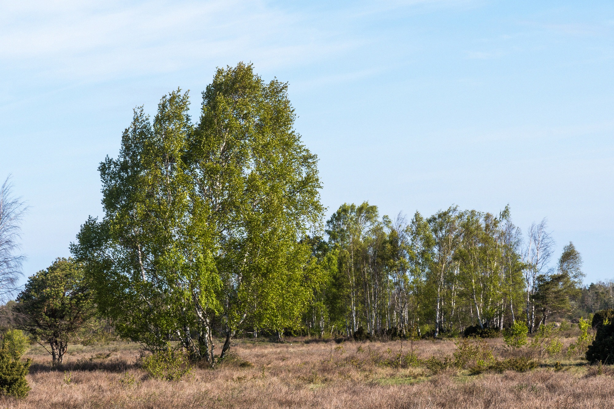 Birkengruppe in der Ebene des Stora Alvaret - UNESCO-Welterbe mit charakteristischer Alvar-Vegetation und offenem Kalkstein-Laubwald.
